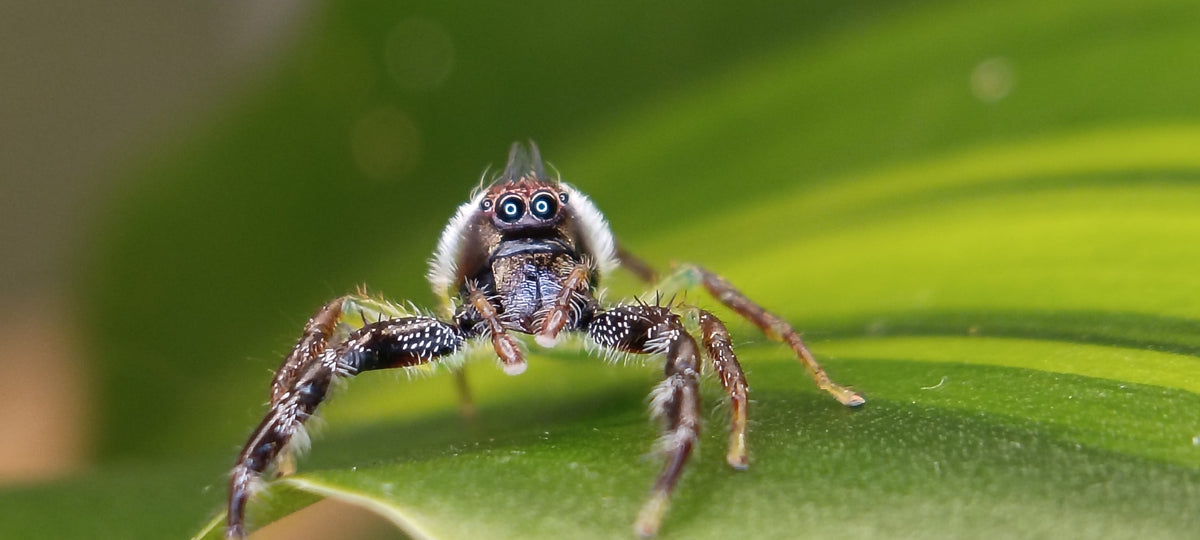 Giant Green Jumping Spiders (Mopsus Mormon)
