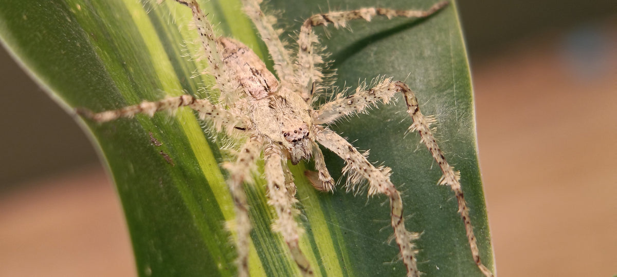 Lichen Huntsman (Pandercetes sp.)