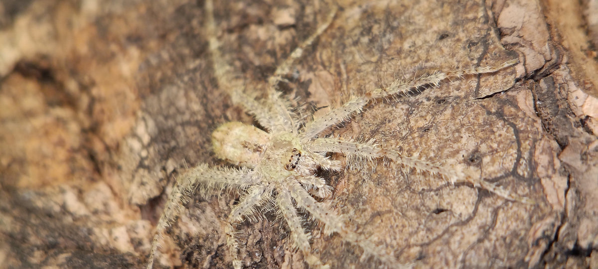 Lichen Huntsman (Pandercetes sp.)