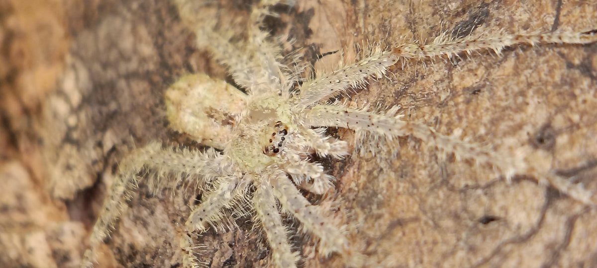 Lichen Huntsman (Pandercetes sp.)