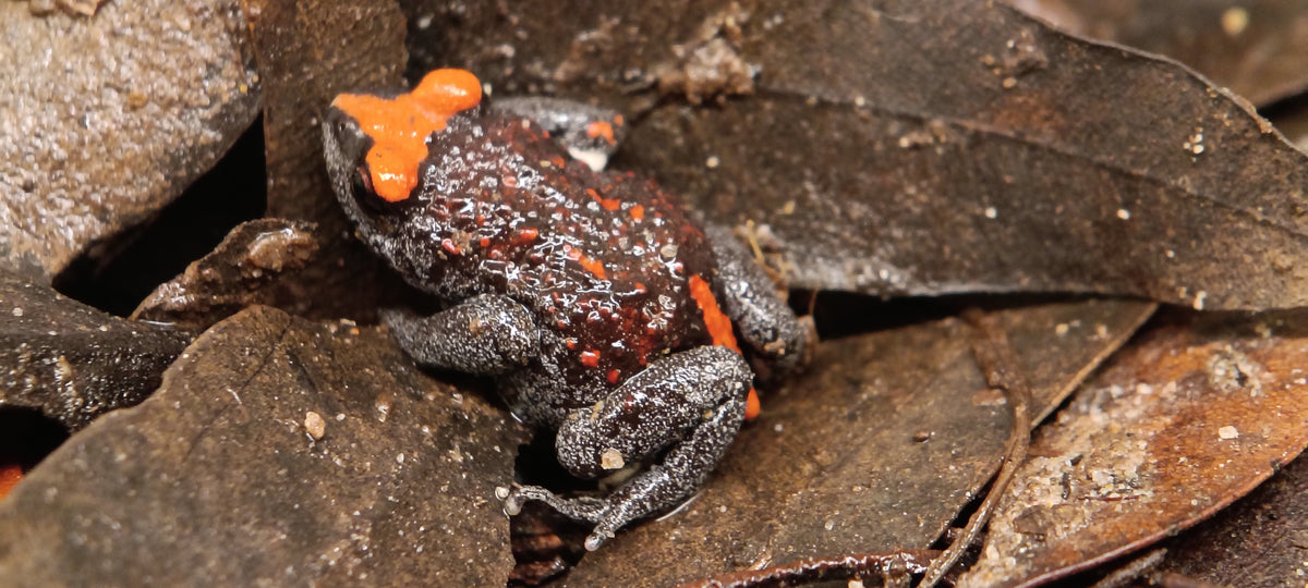 Red-crowned Toadlet (Pseudophryne australis)-thumbmail-3