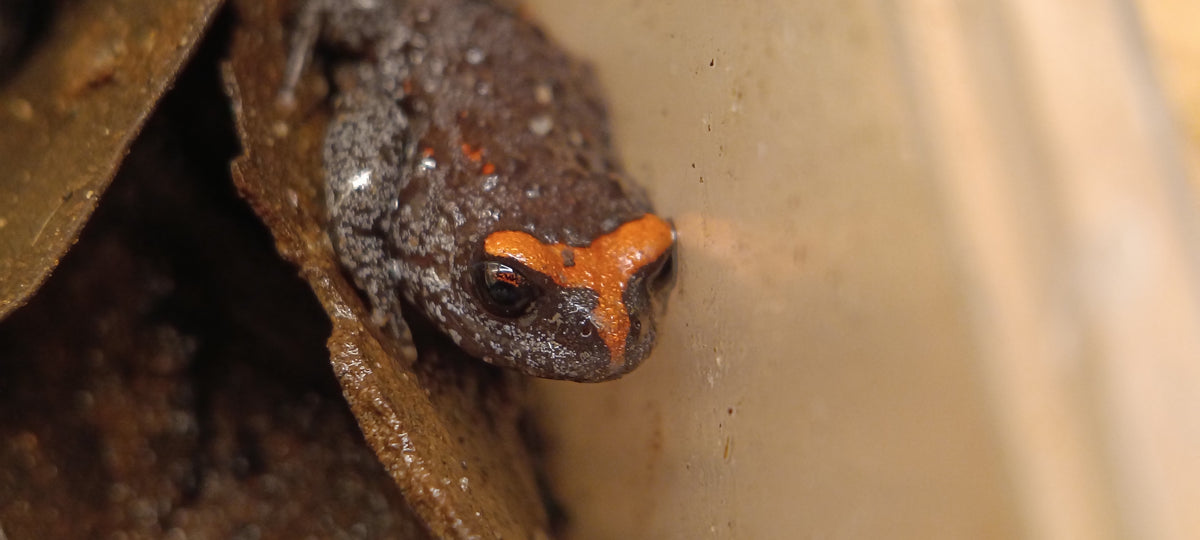 Red-crowned Toadlet (Pseudophryne australis)