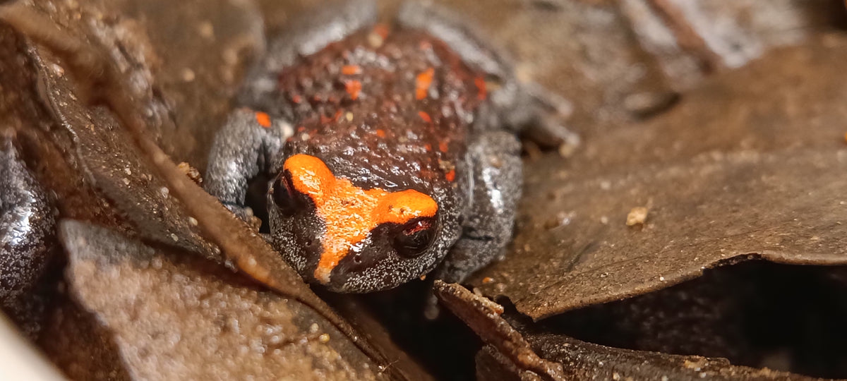 Red-crowned Toadlet (Pseudophryne australis)-thumbmail-2