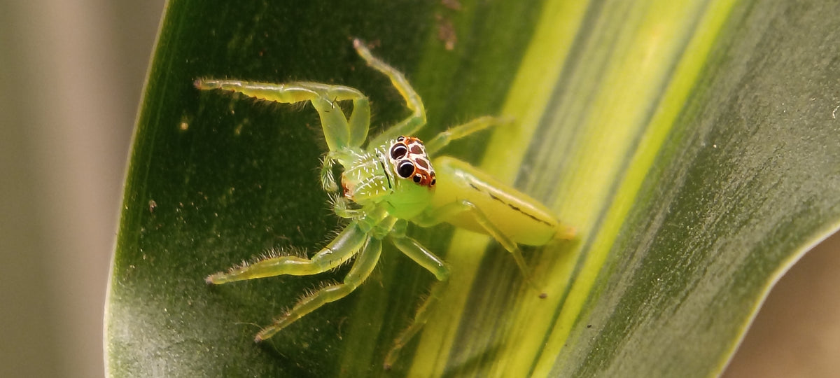 Giant Green Jumping Spiders (Mopsus Mormon)