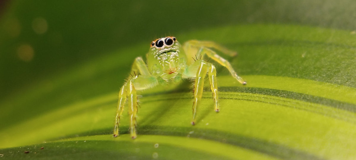 Giant Green Jumping Spiders (Mopsus Mormon)
