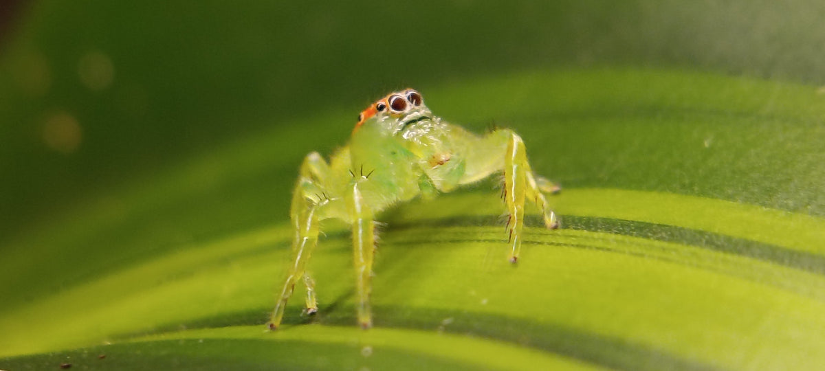 Giant Green Jumping Spiders (Mopsus Mormon)