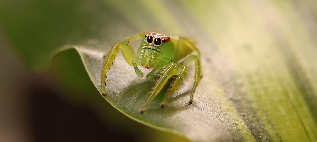 Giant Green Jumping Spiders (Mopsus Mormon)