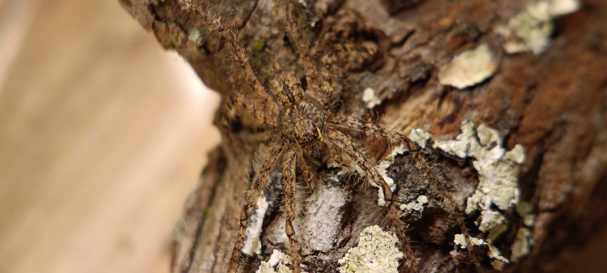 Lichen Huntsman (Pandercetes sp.)