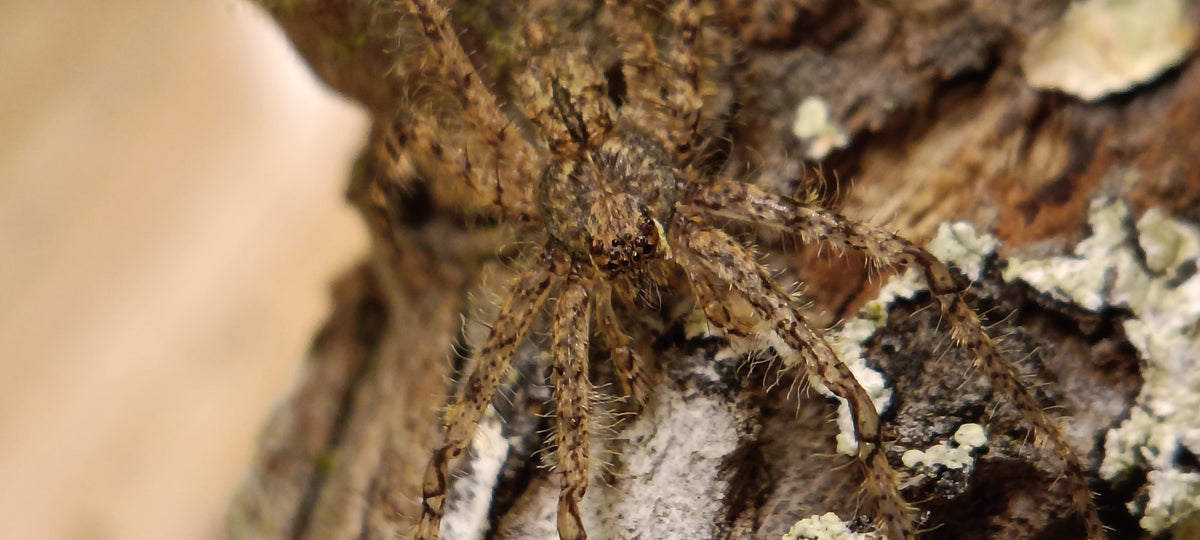 Lichen Huntsman (Pandercetes sp.)