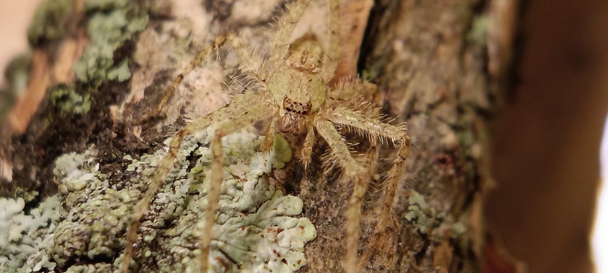 Lichen Huntsman (Pandercetes sp.)