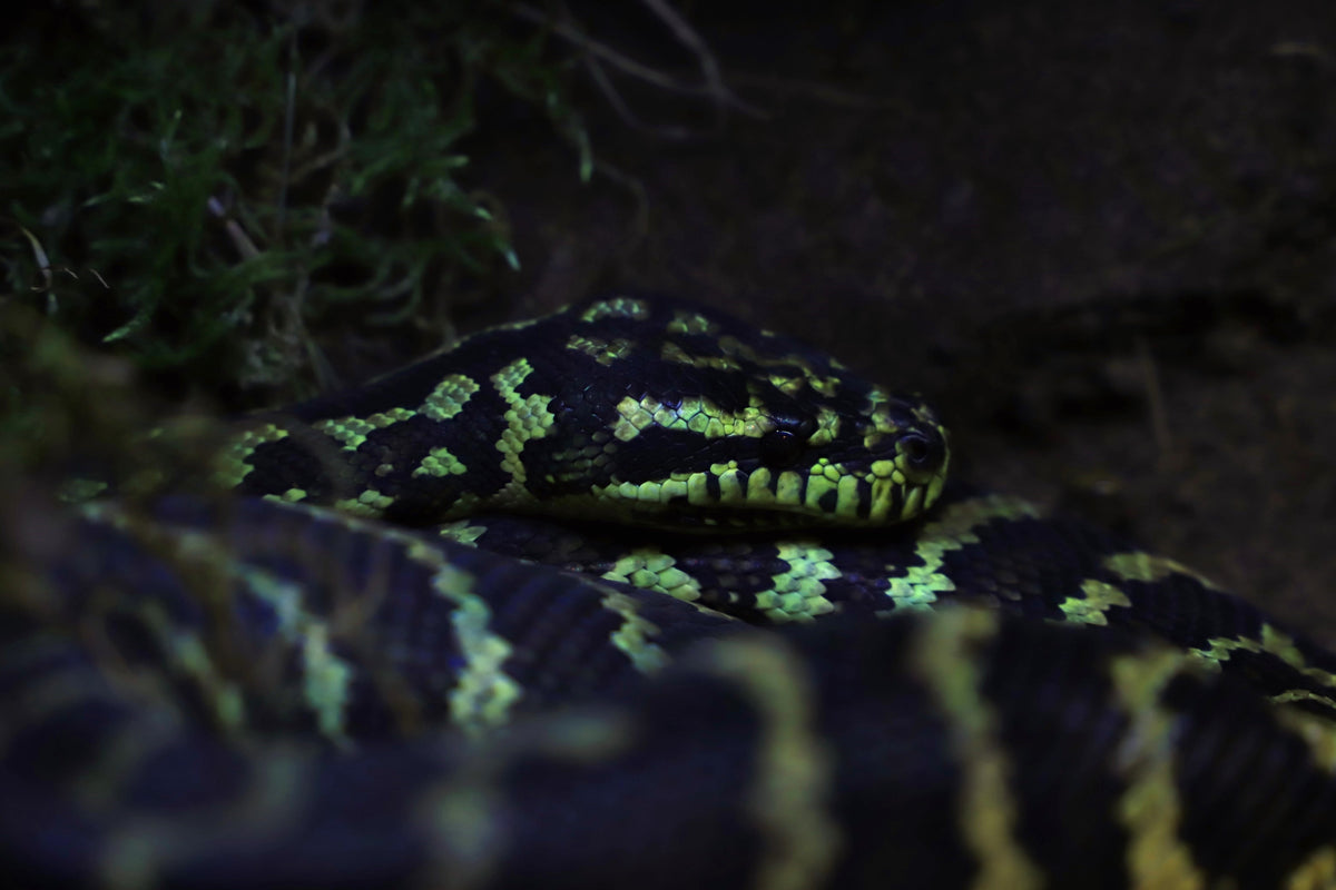 Jungle Python (Morelia spilota cheynei)