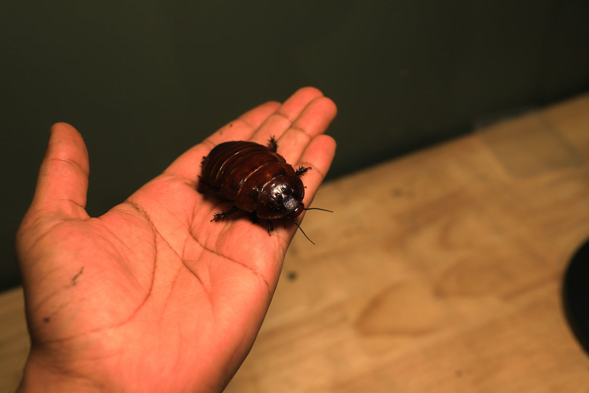 Giant Burrowing Roaches (Macropanesthia rhinoceros)