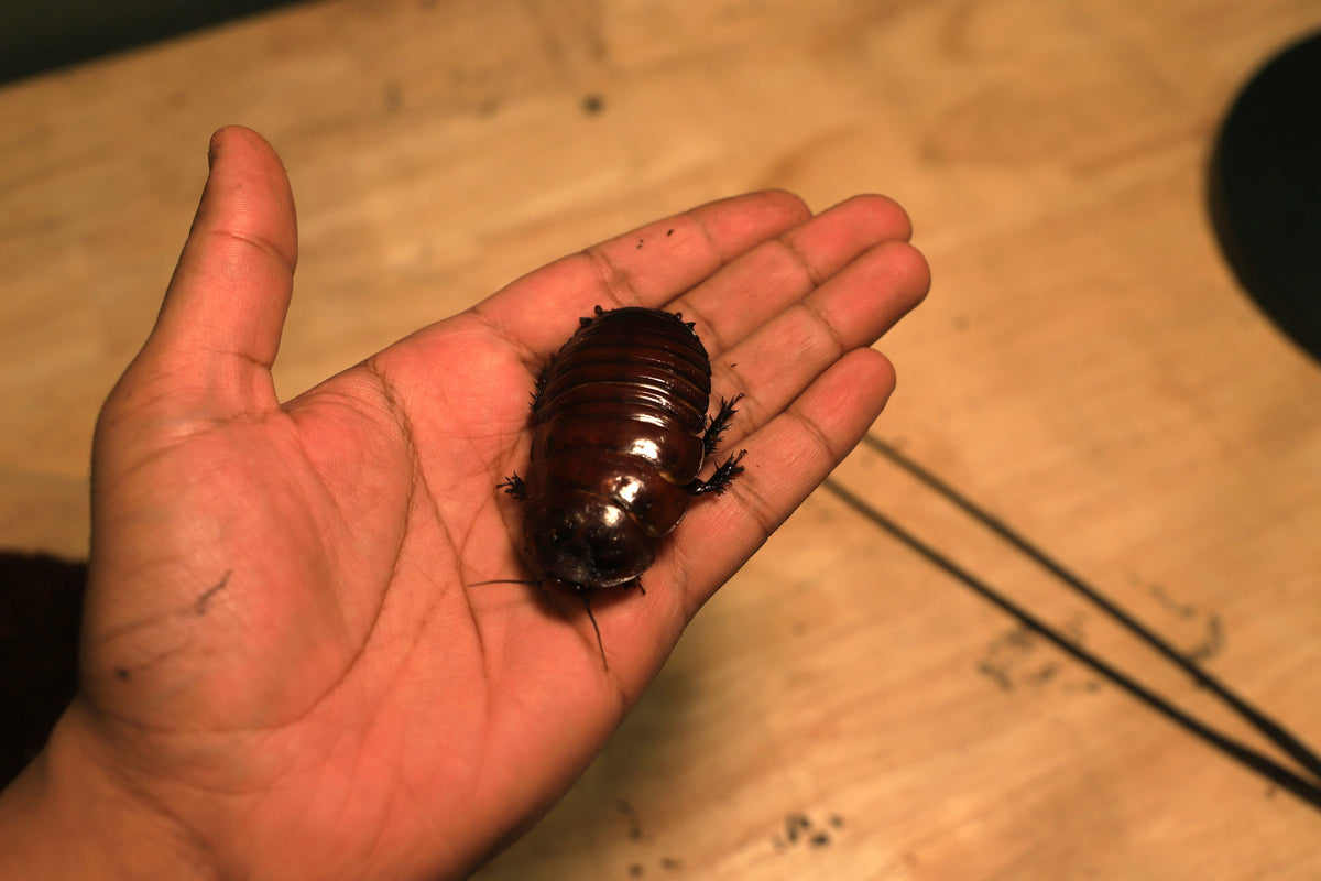 Giant Burrowing Roaches (Macropanesthia rhinoceros)-thumbmail-2