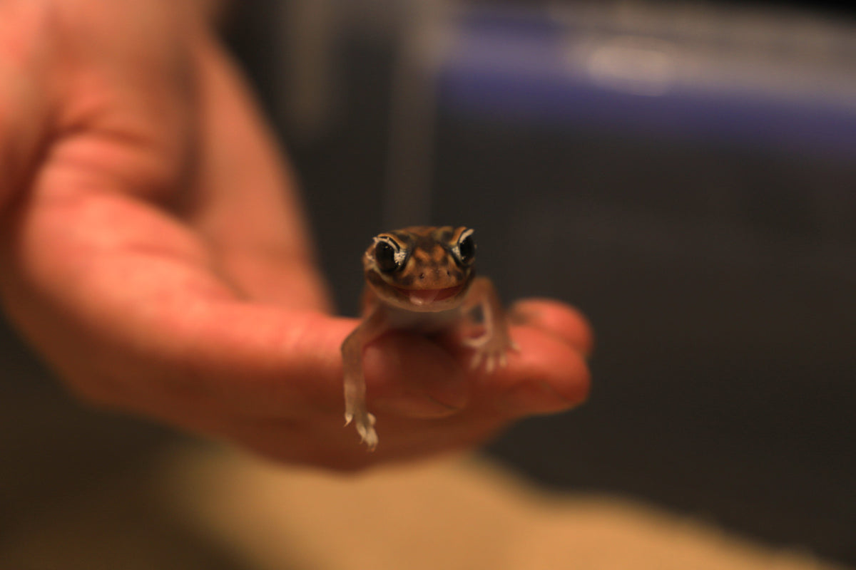 Knob Tailed Gecko (Nephrurus levis levis)