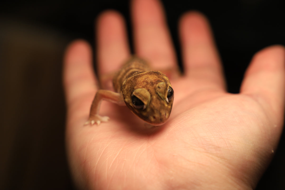 Knob Tailed Gecko (Nephrurus levis levis)-thumbmail-2