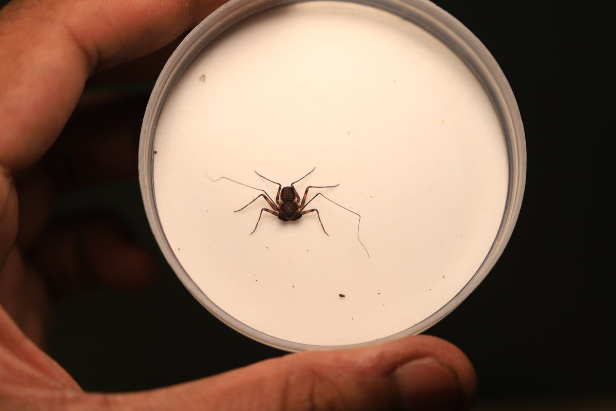 Australian Amblypygid/ Whip Spider (Charinus pescotti)