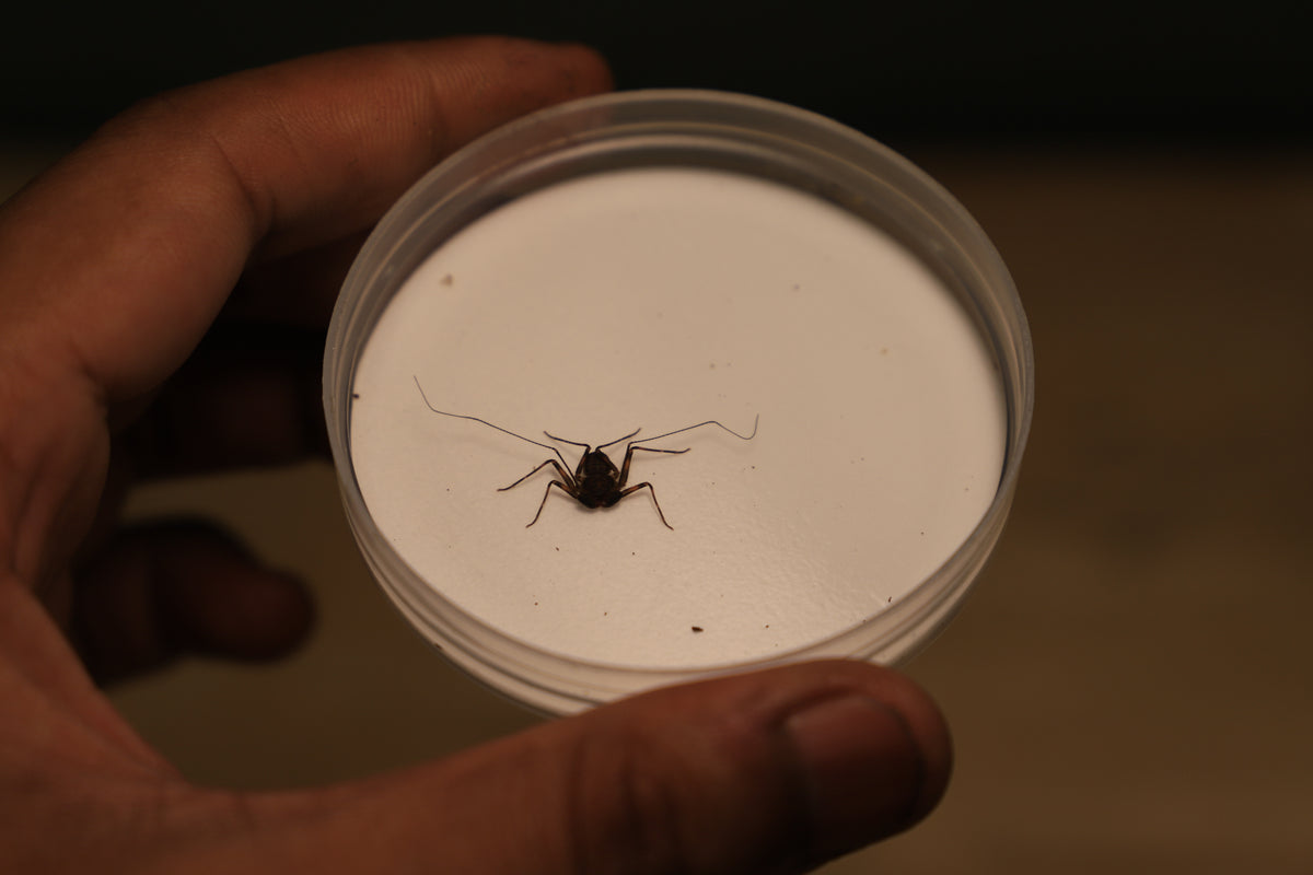 Australian Amblypygid/ Whip Spider (Charinus pescotti)-thumbmail-2