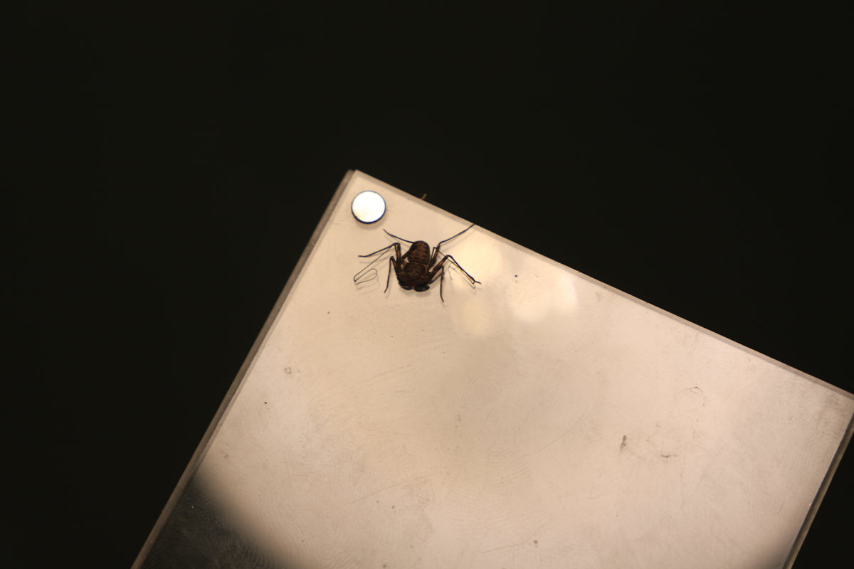 Australian Amblypygid/ Whip Spider (Charinus pescotti)-thumbmail-3