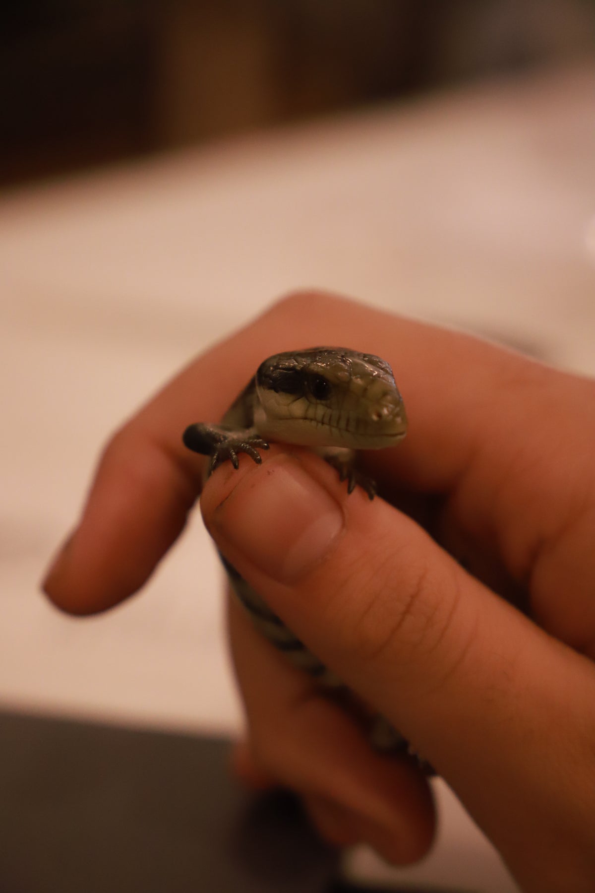 Blue Tongue Skink (Tiliqua scincoides)-thumbmail-2