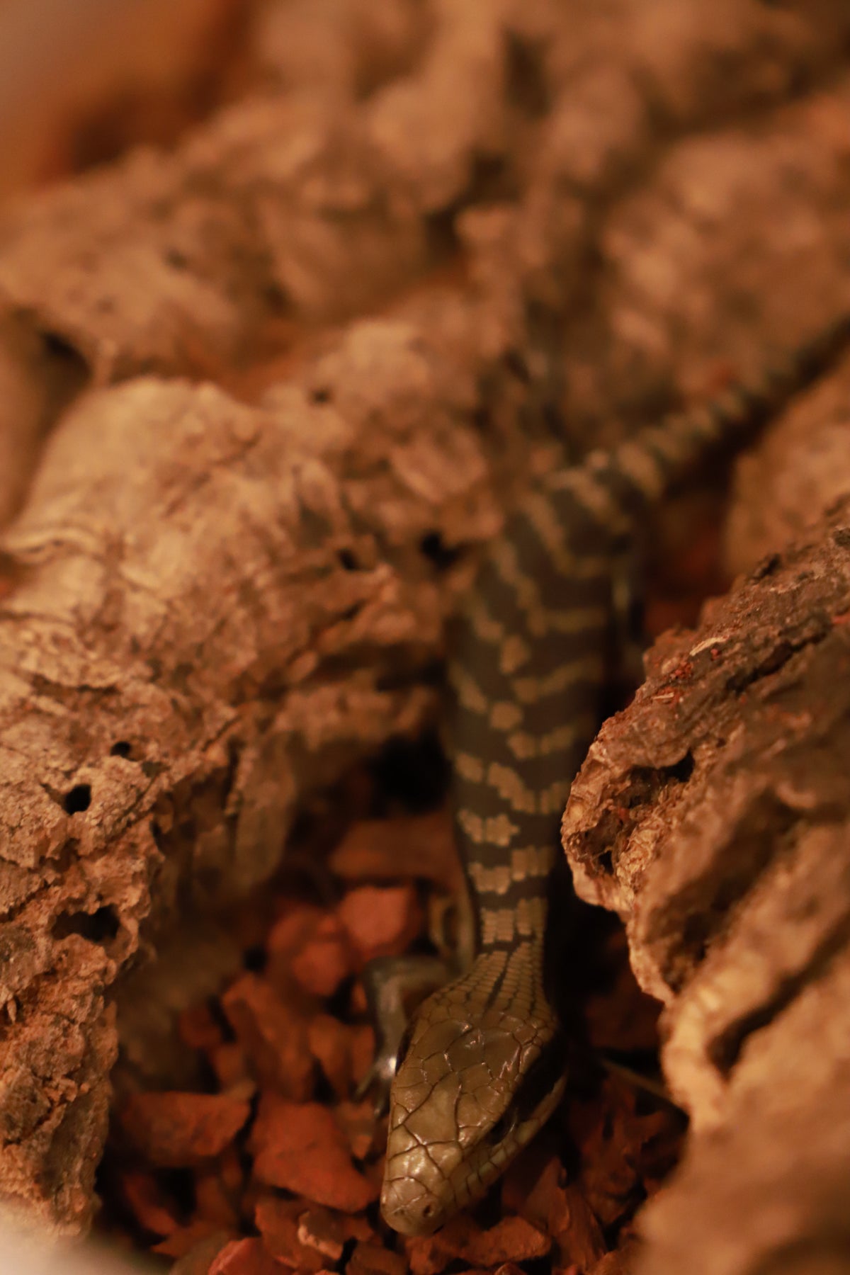 Blue Tongue Skink (Tiliqua scincoides)