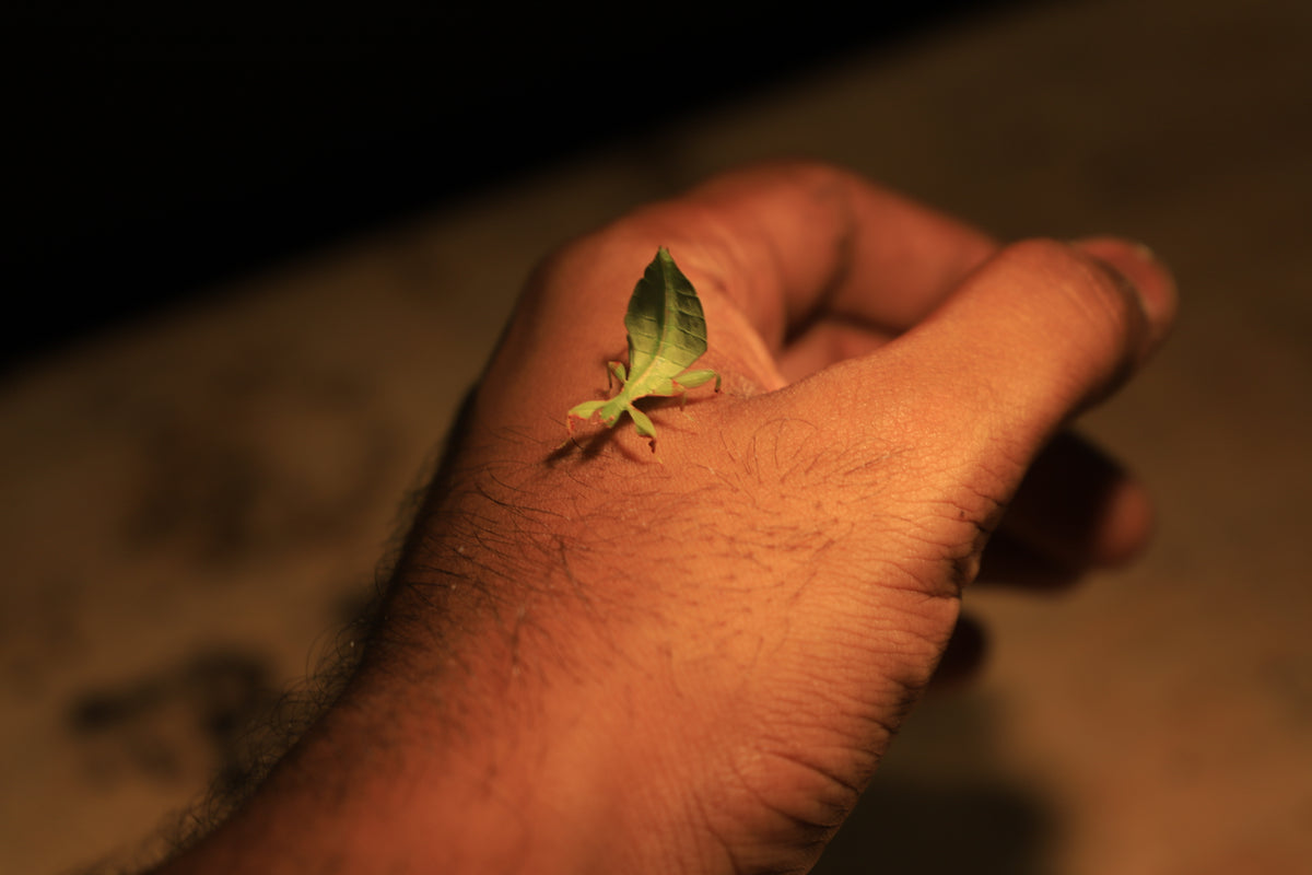 Australian Leaf Insects (Wallaphyllium monteithi)-thumbmail-11