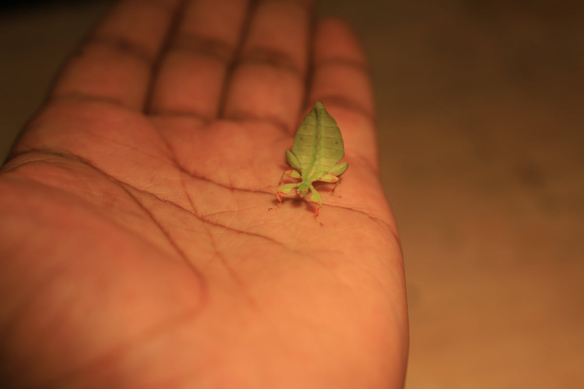Australian Leaf Insects (Wallaphyllium monteithi)-thumbmail-10