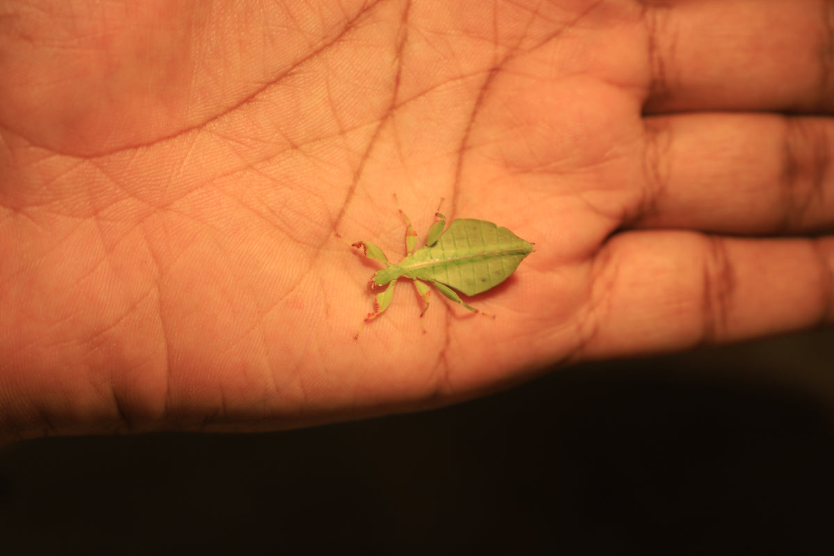 Australian Leaf Insects (Wallaphyllium monteithi)-thumbmail-9