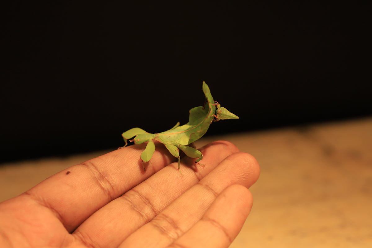 Australian Leaf Insects (Wallaphyllium monteithi)-thumbmail-8