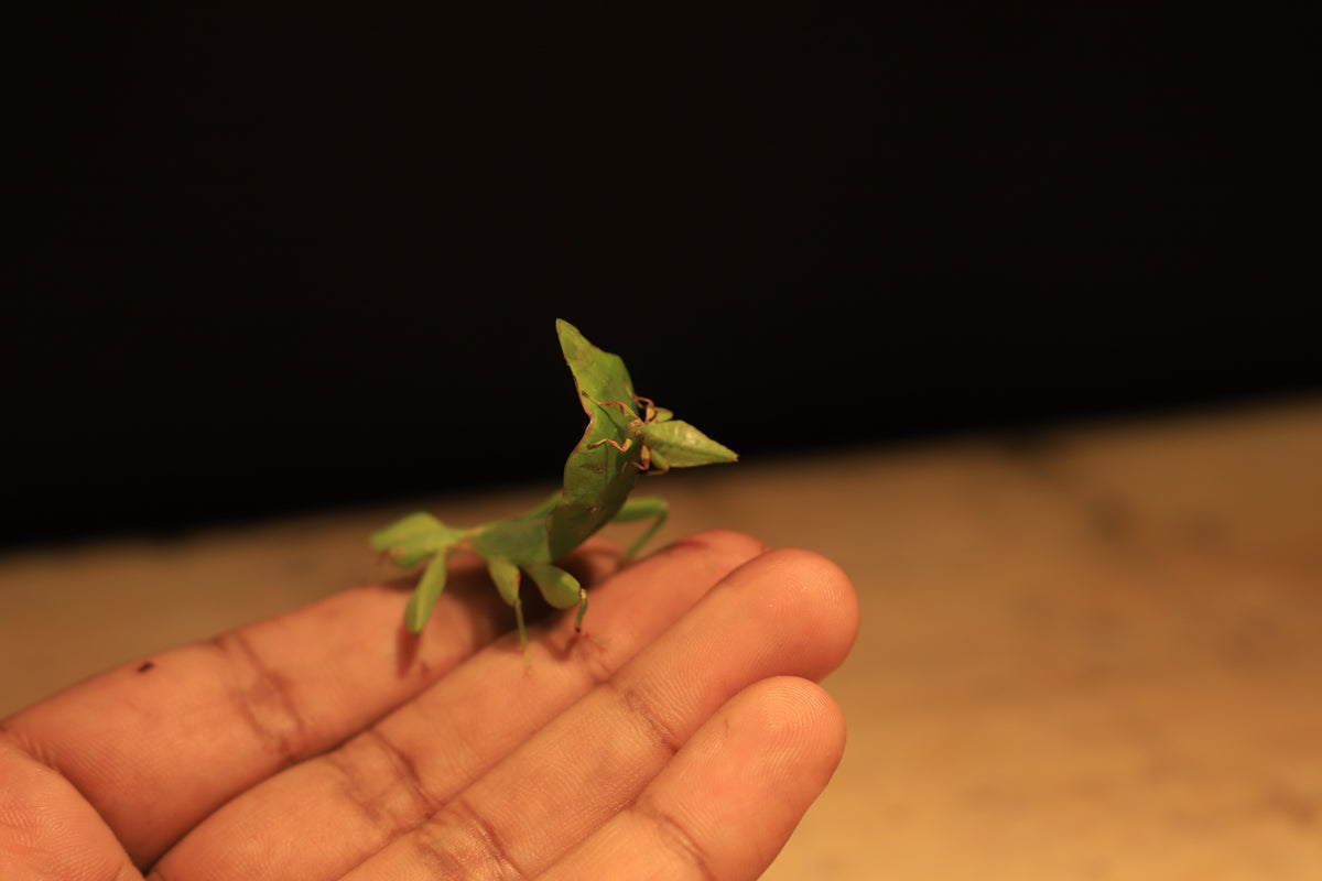 Australian Leaf Insects (Wallaphyllium monteithi)-thumbmail-7