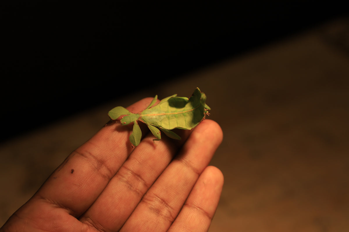 Australian Leaf Insects (Wallaphyllium monteithi)-thumbmail-6