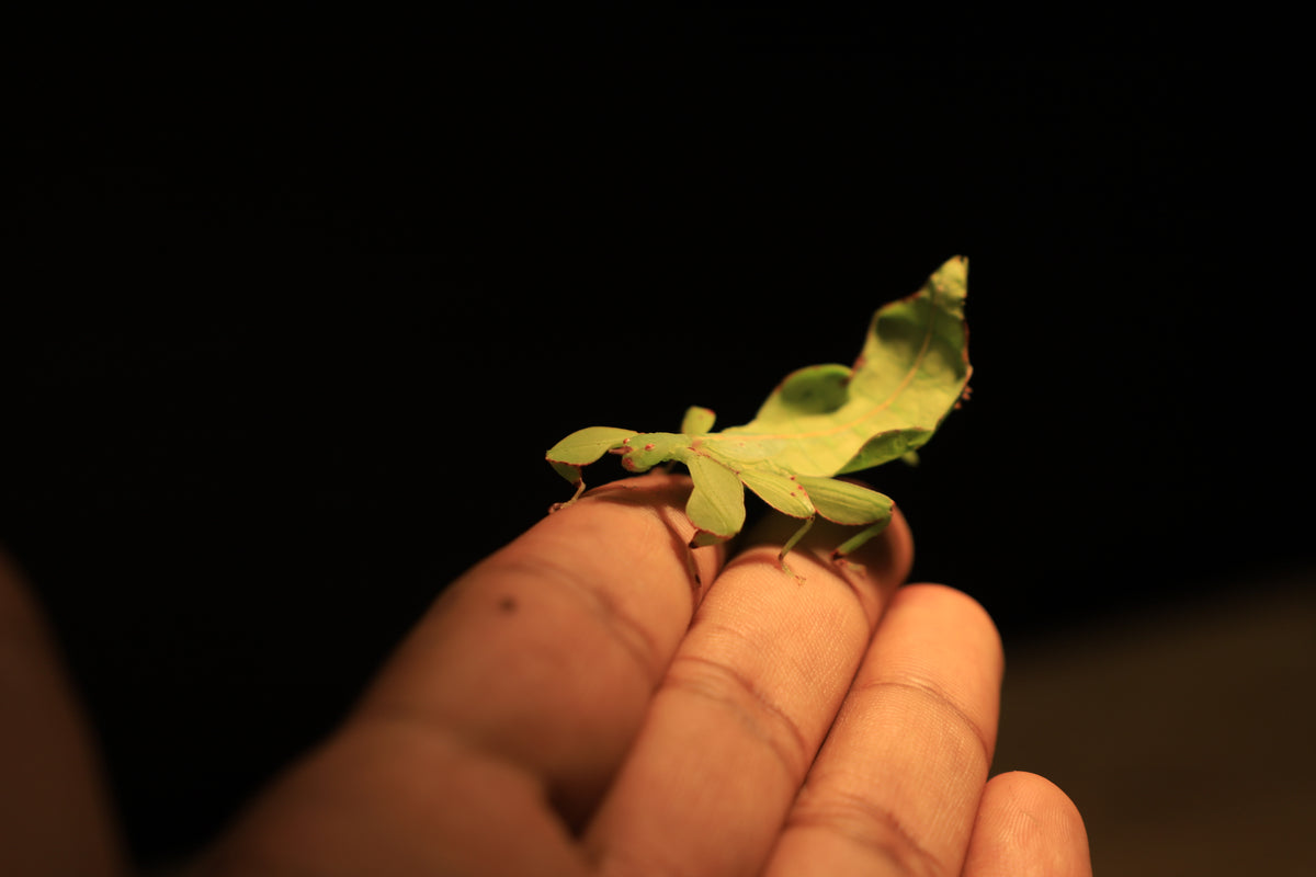 Australian Leaf Insects (Wallaphyllium monteithi)-thumbmail-5