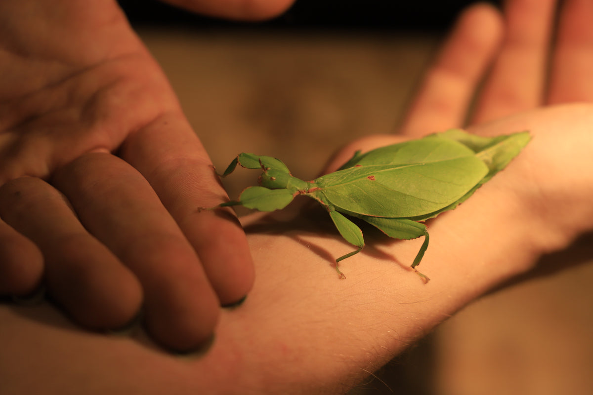 Australian Leaf Insects (Wallaphyllium monteithi)-thumbmail-4