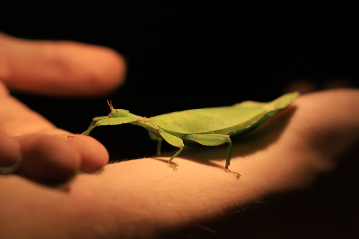 Australian Leaf Insects (Wallaphyllium monteithi)-thumbmail-3
