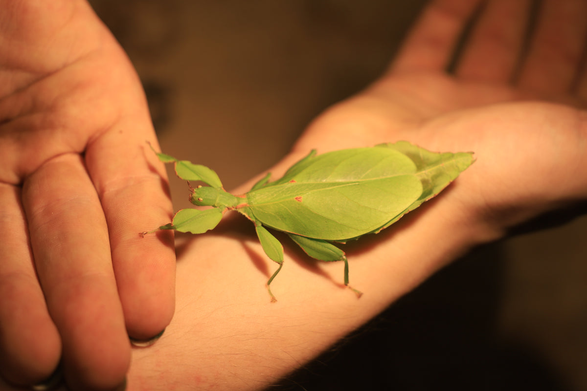 Australian Leaf Insects (Wallaphyllium monteithi)-thumbmail-2