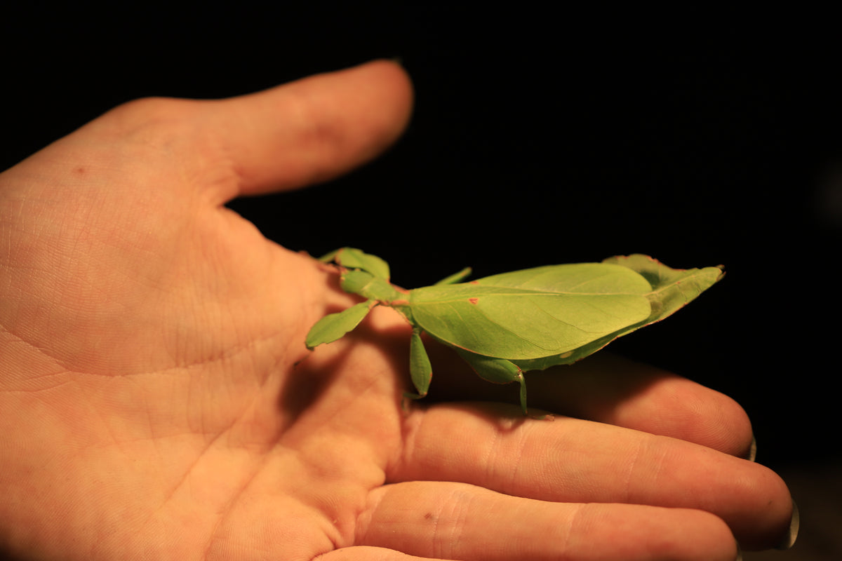 Australian Leaf Insects (Wallaphyllium monteithi)
