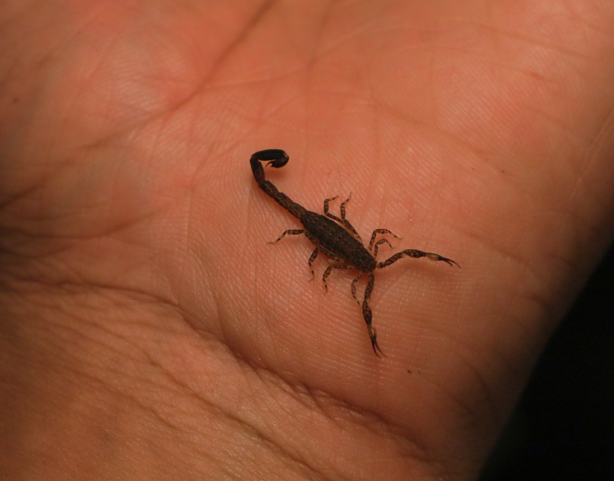 Marbled Scorpion (Lychas marmoreus)