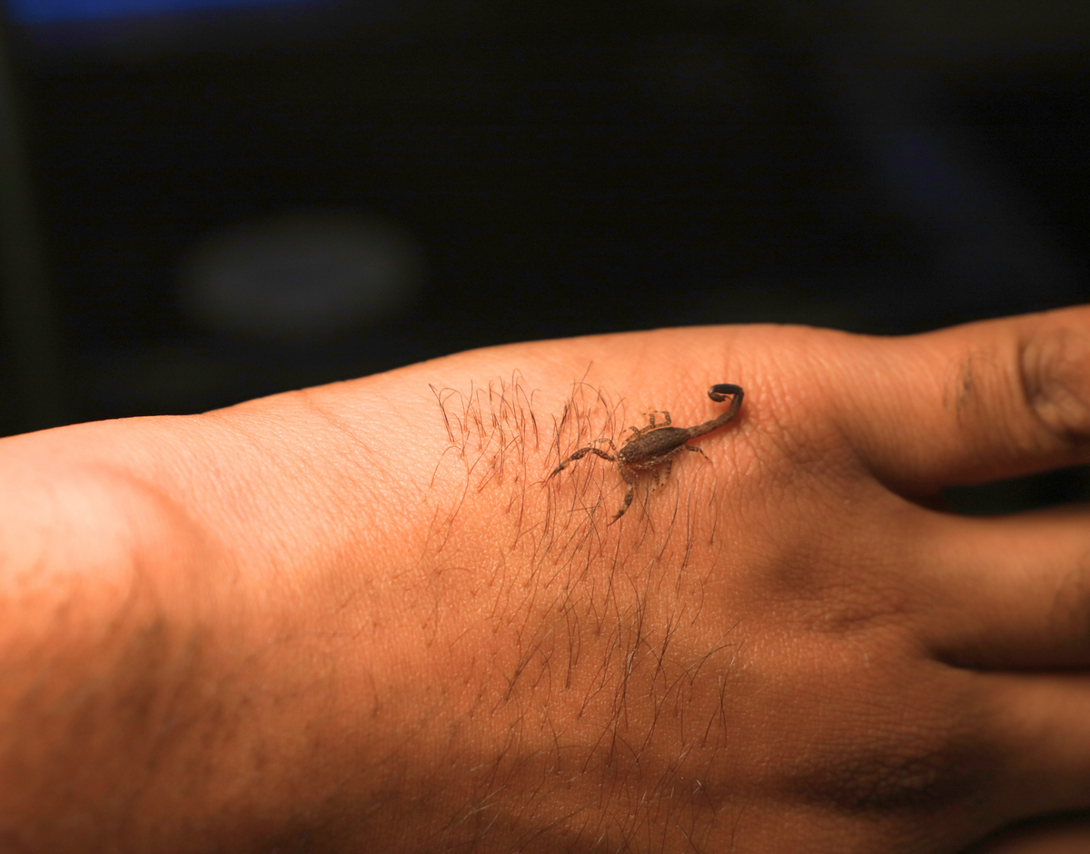 Marbled Scorpion (Lychas marmoreus)-thumbmail-2