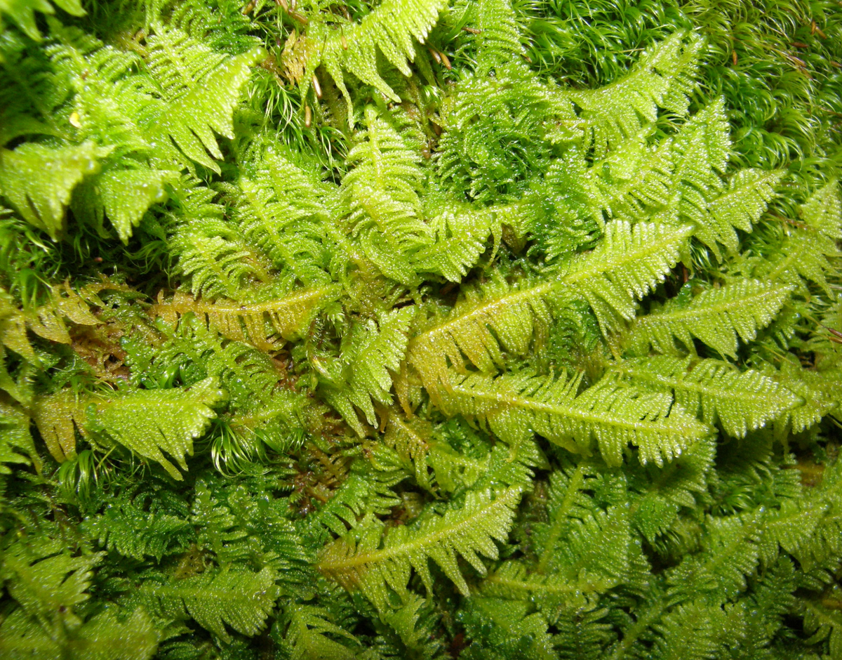 Australian Moss Mix
