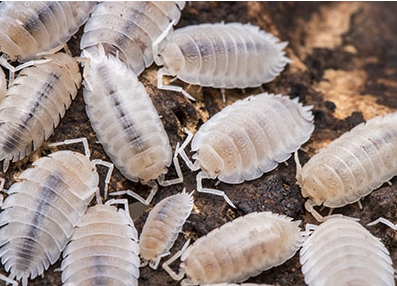 Albino White Isopods (Porcellio scaber)-thumbmail-2
