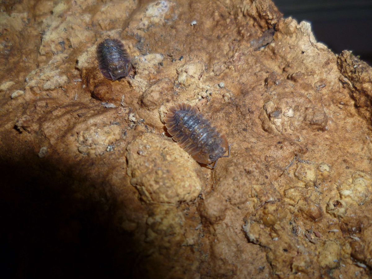 Bi-Colour Merloned Isopod (Merulana Bicarinata)-thumbmail-3