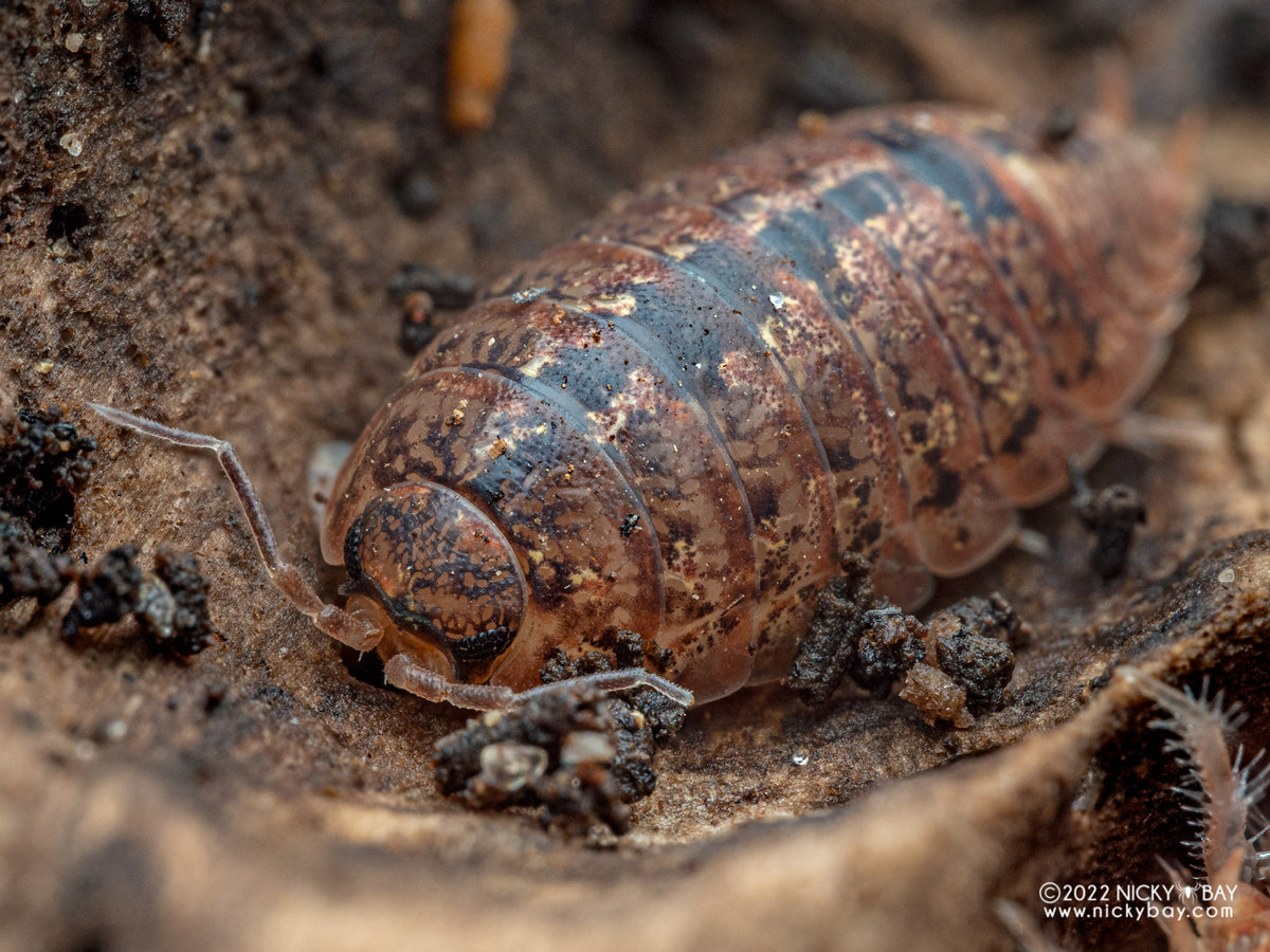 Speckled Mangrove Isopod (Alloniscus sp.)-thumbmail-3