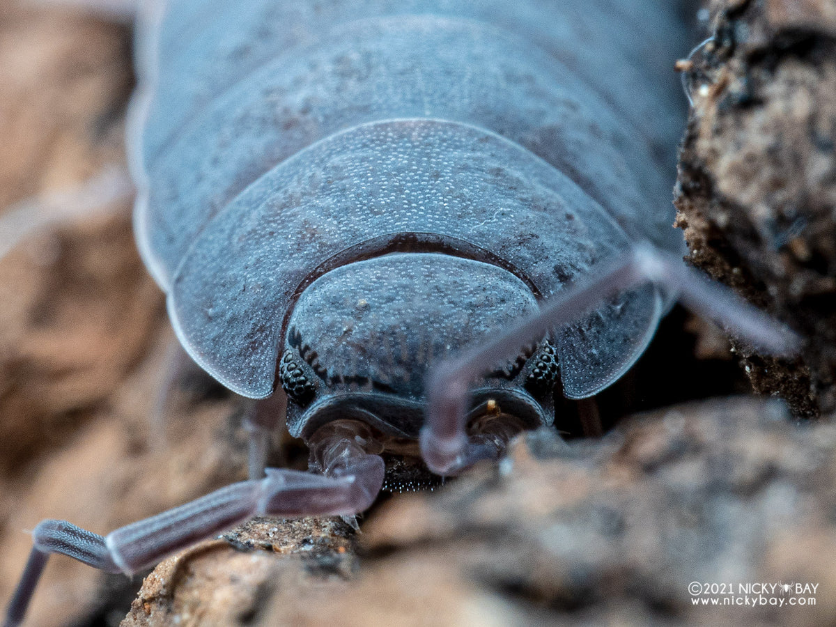 Powder Blue Isopods (Porcellionides pruinosus)-thumbmail-3