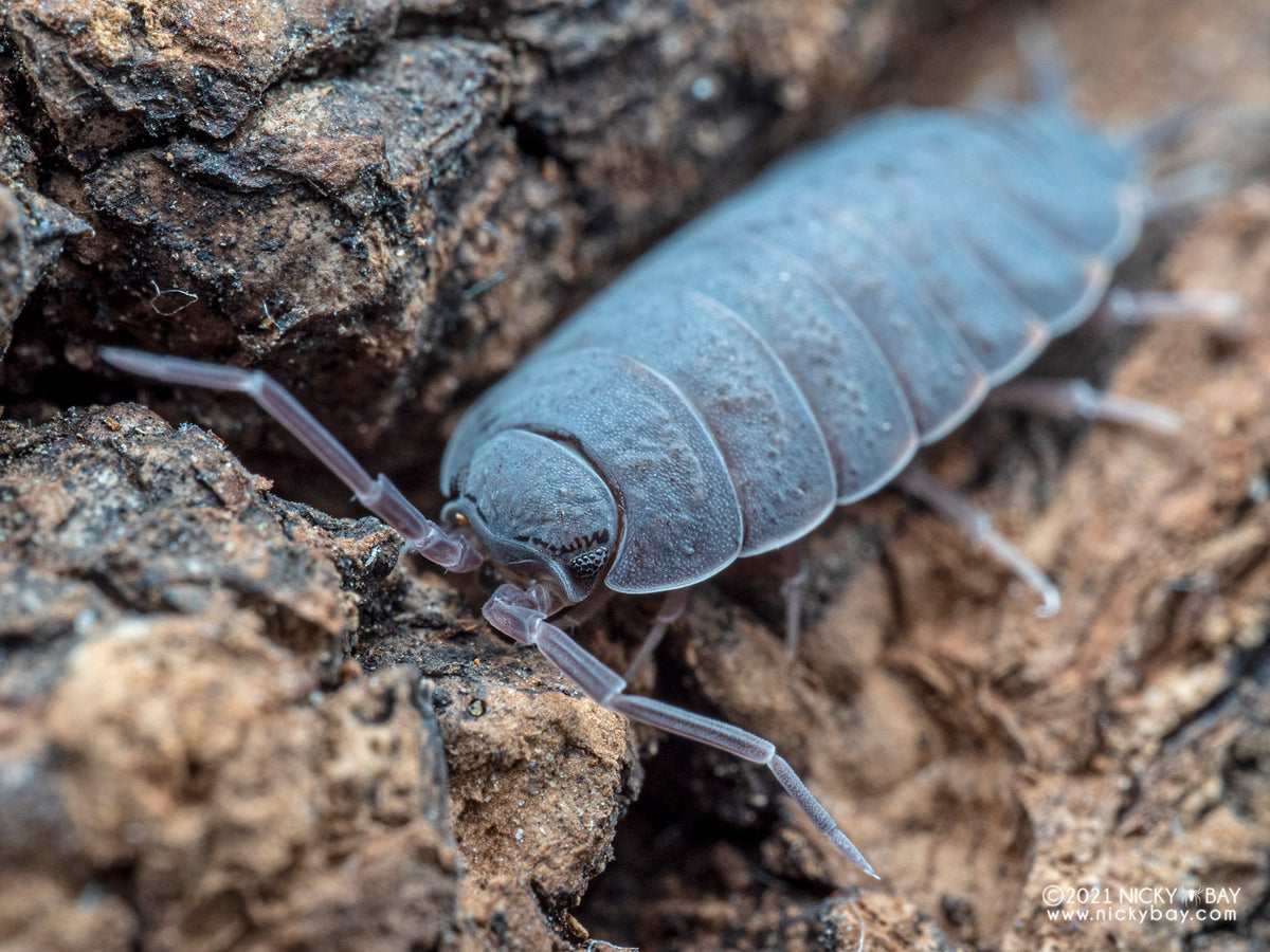 Powder Blue Isopods (Porcellionides pruinosus)-thumbmail-2