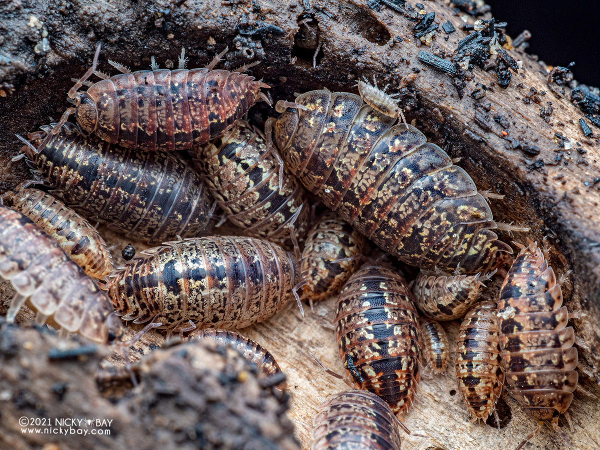 Speckled Mangrove Isopod (Alloniscus sp.)