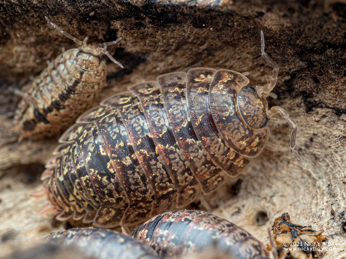 Speckled Mangrove Isopod (Alloniscus sp.)-thumbmail-2