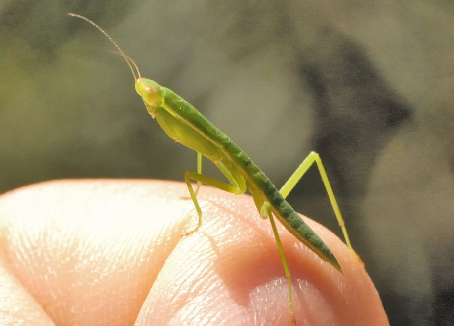Australian Garden Mantis (Orthodera ministralis)