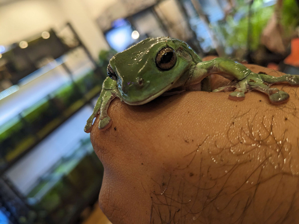 Australian Green Tree Frog (Litoria caerulea)
