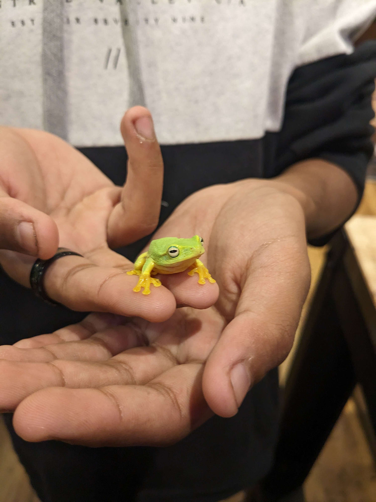 Dainty Tree Frog (Litoria gracilenta)