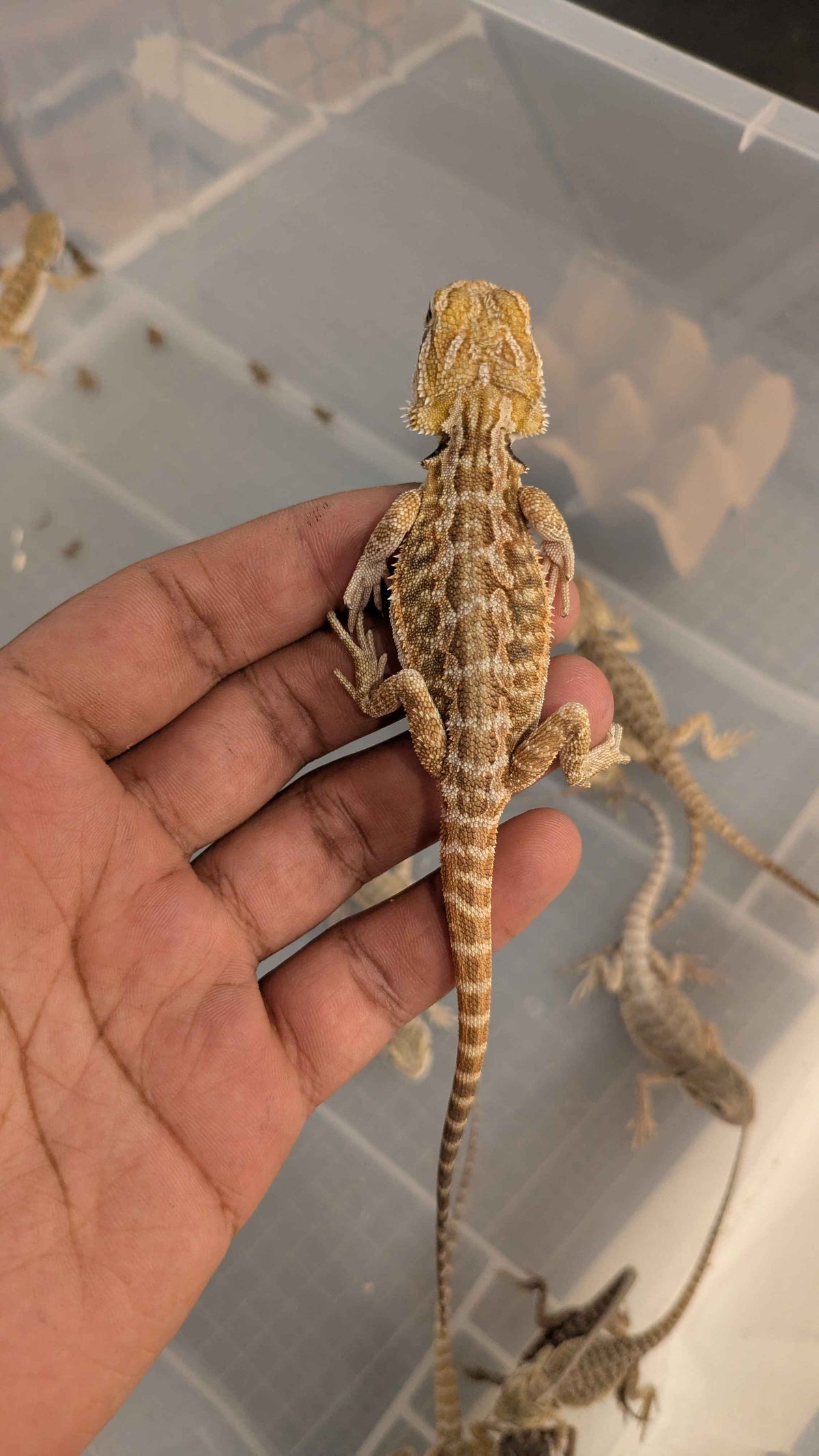 Central Bearded Dragon (Pogona vitticeps)-thumbmail-5