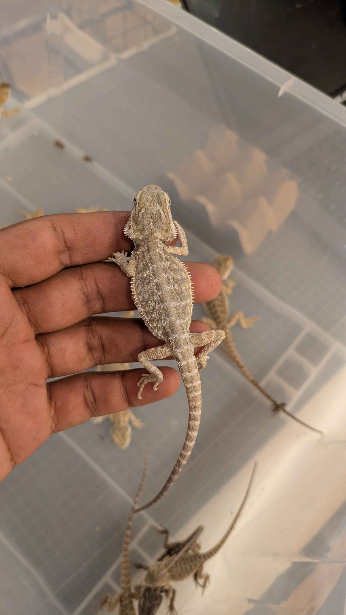 Central Bearded Dragon (Pogona vitticeps)-thumbmail-2